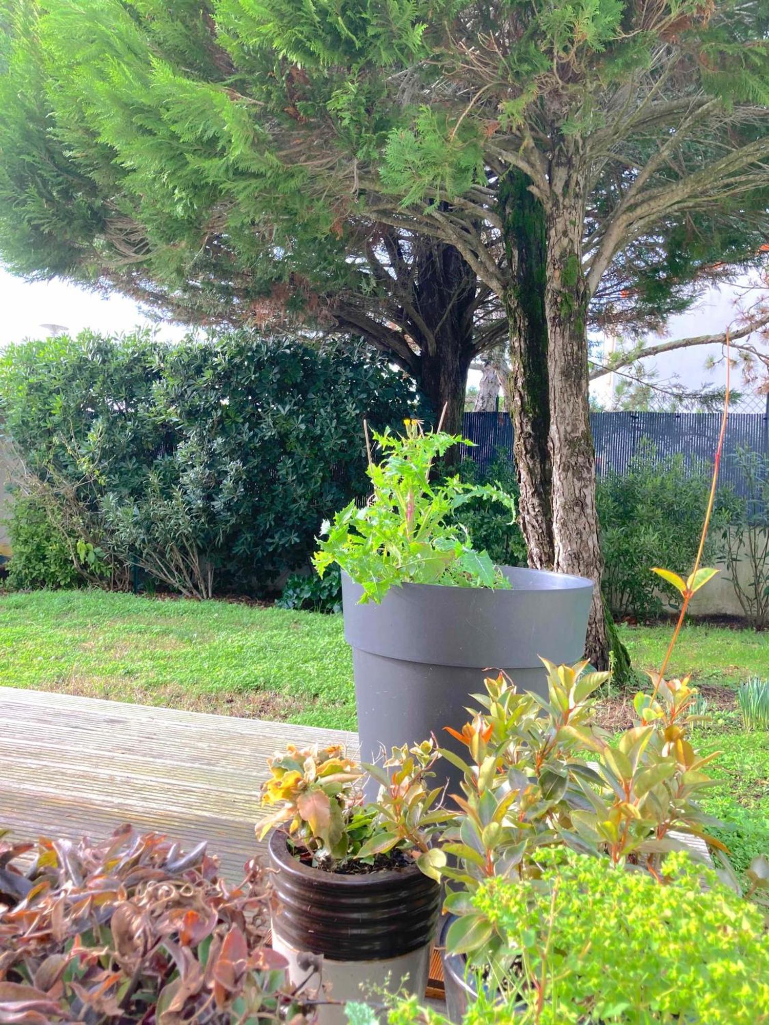 Maison Centre Ville Avec Jardin , Terrasse, Et Garage Velos La Rochelle  Extérieur photo